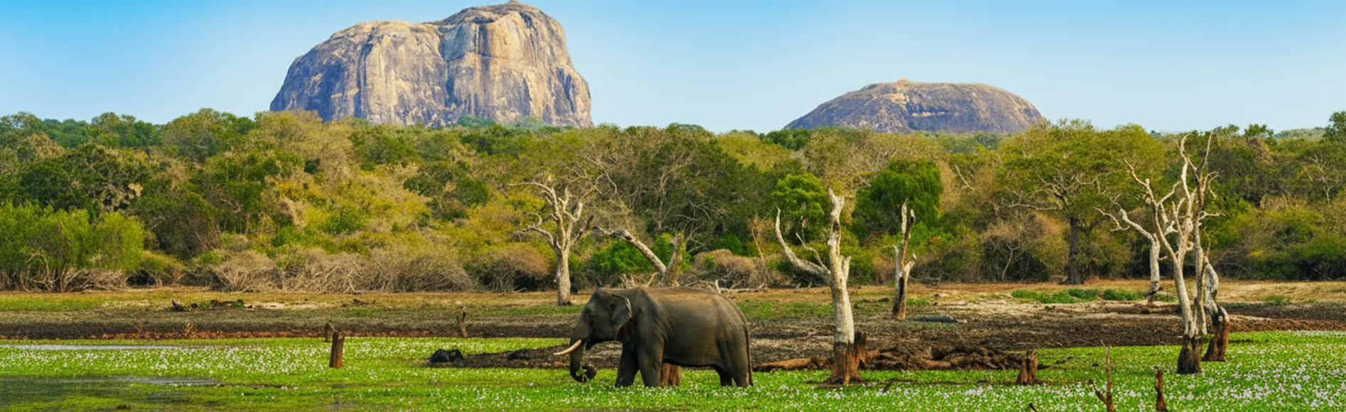 Day 6 - Explore Sigiriya / Habarana Birding & Village Life